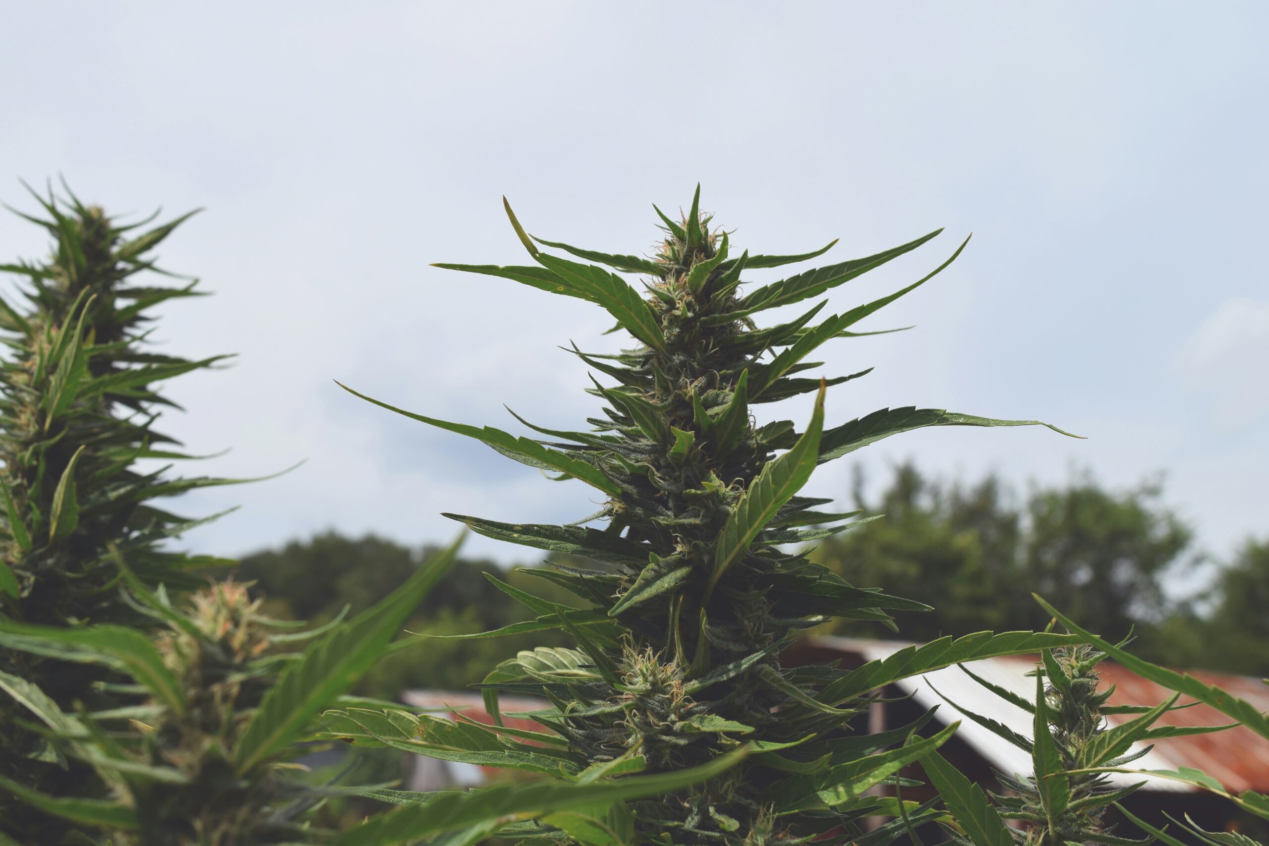 Missouri hemp businesses facing federal THC regulations in 2026